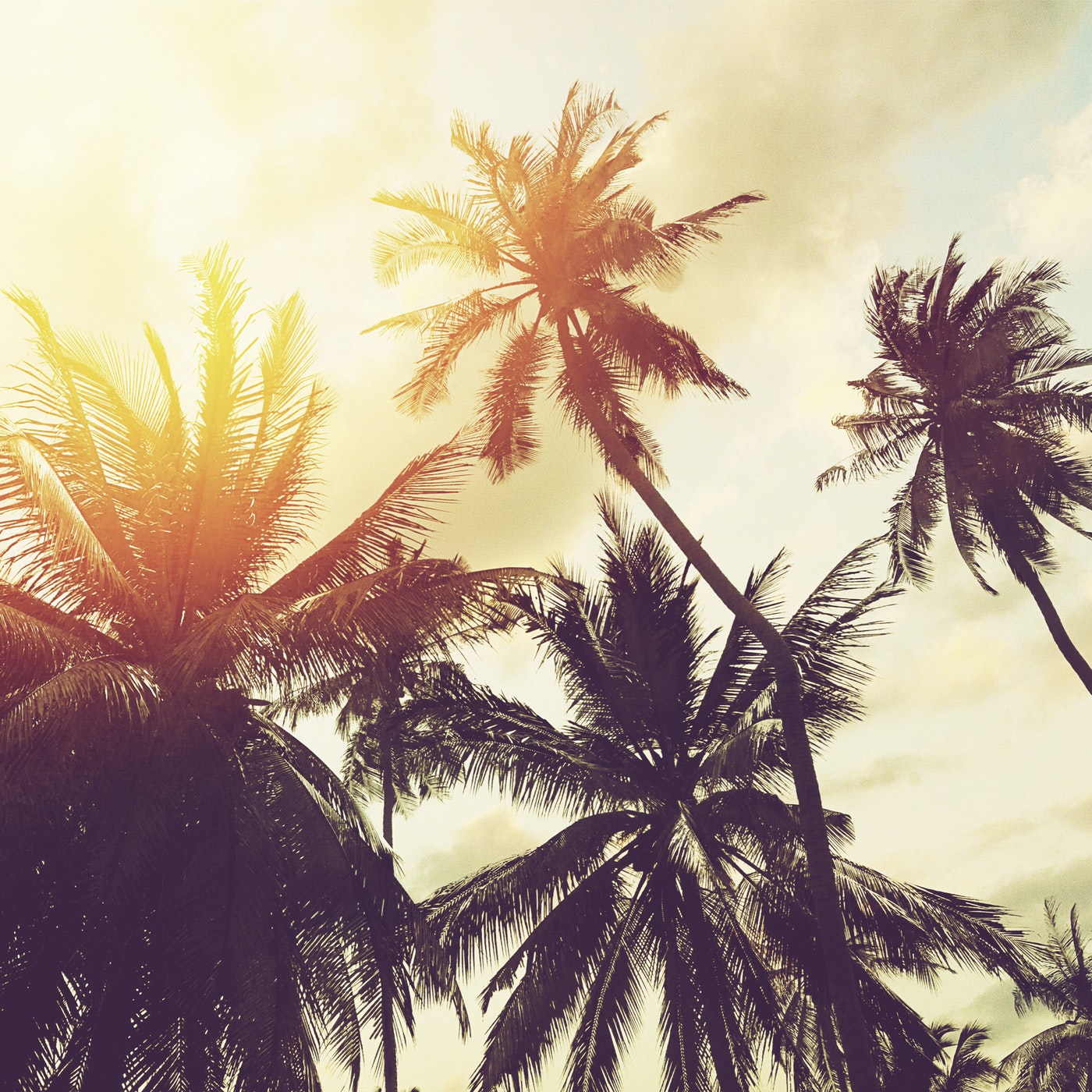 Cortinas de Baño 032 Palmeras